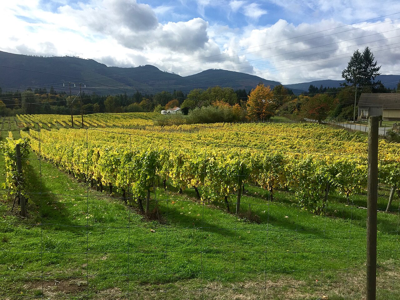 Rows of vines on a Cowichan Valley vineyard with forested hills behind