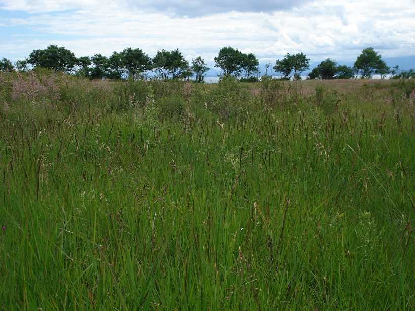 Tall grass meadow bordered by a line of trees on Hornby Island