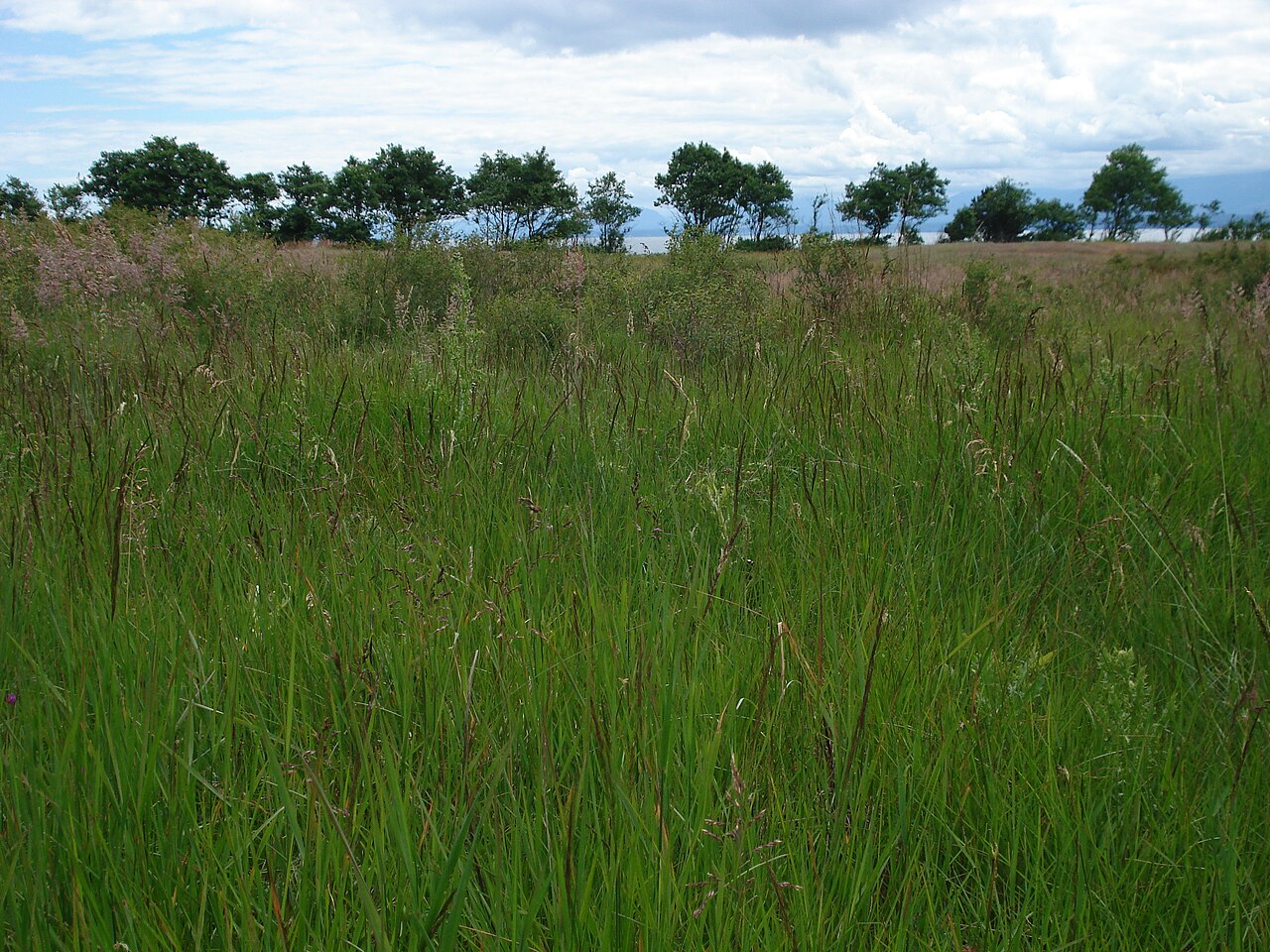Tall grass meadow bordered by a line of trees on Hornby Island