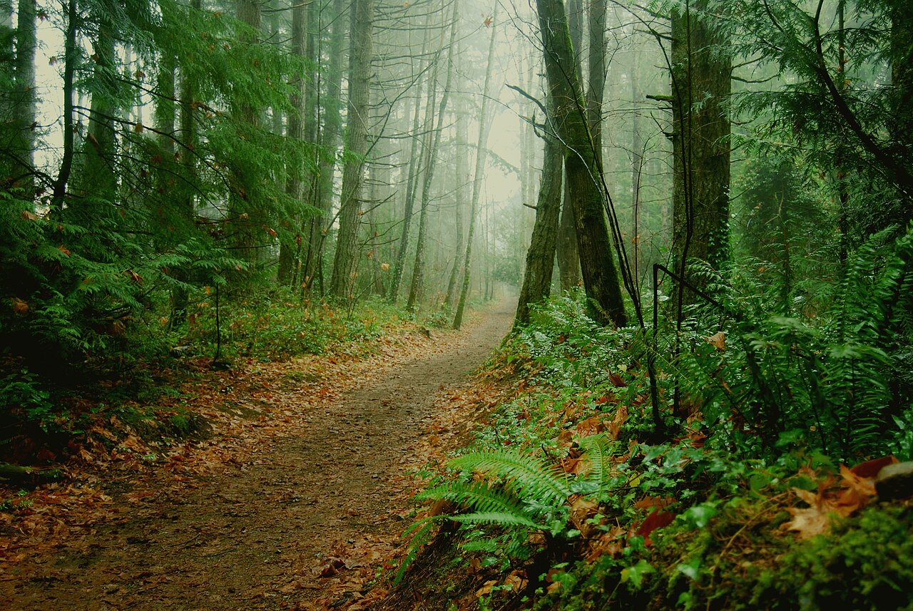 Leaf-covered forest path in Colliery Dam Park, Nanaimo