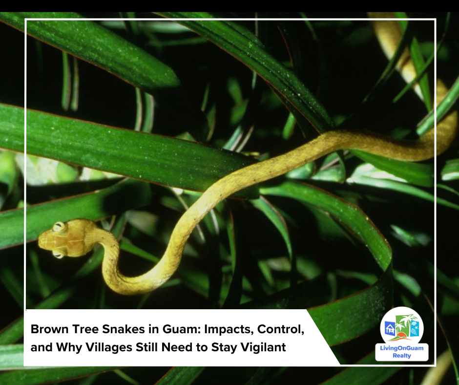Brown Tree Snake in Guam – Impacts, Villages at Risk, and Control Efforts