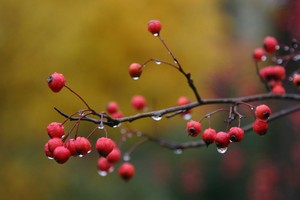 Autumn in Harbor Country