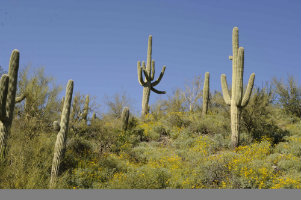 Saguaro Cactus