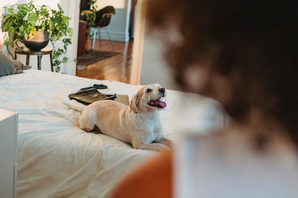 A small dog resting on a bed in a bright bedroom