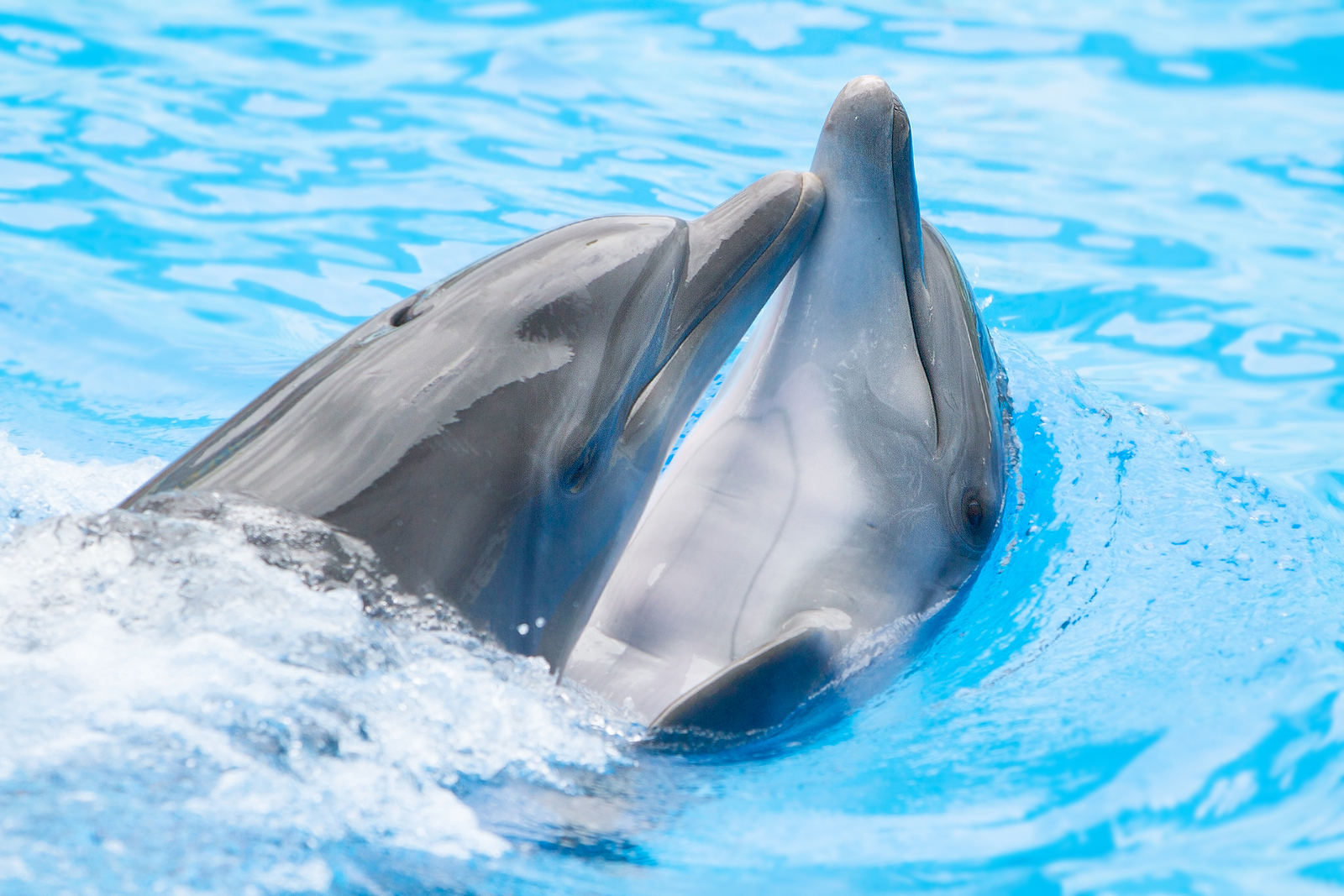 Luxury Oahu home owners love dolphins.