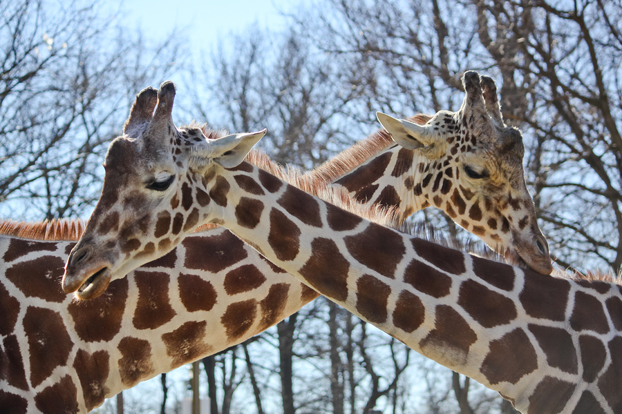 Visit the zoo on Honolulu real estate.