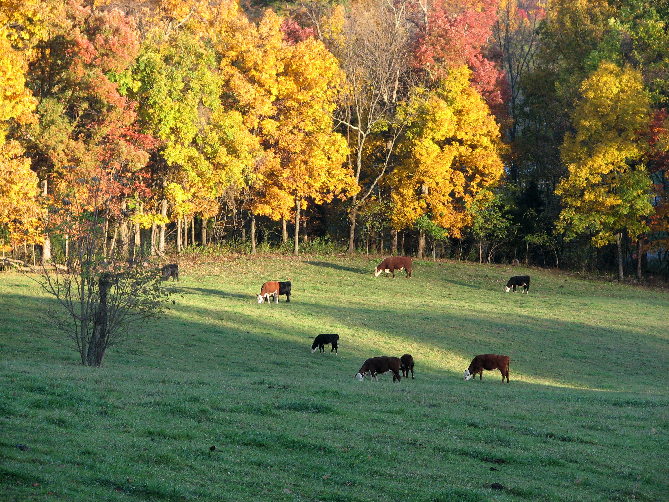 alpine meadows rental homes