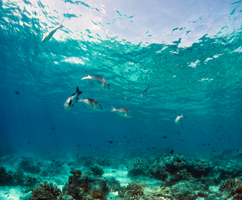 From Leasehold to Fee Simple Understanding Hawaii's Unique Land Ownership