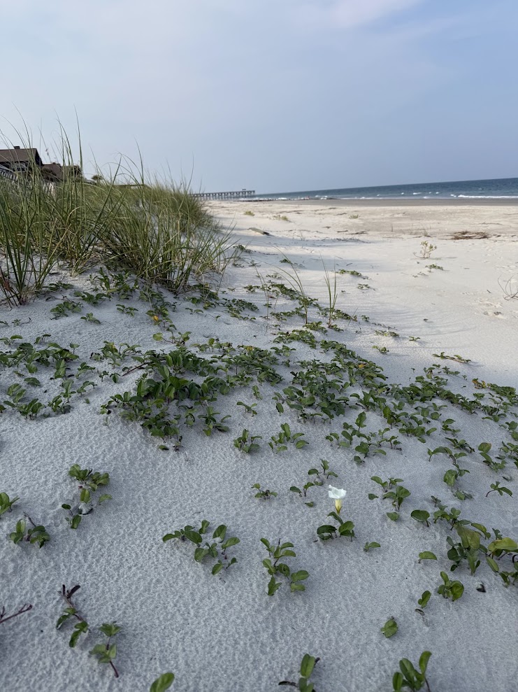 Natural dunes and sandy beach on Pawleys Island with the fishing pier in the distance