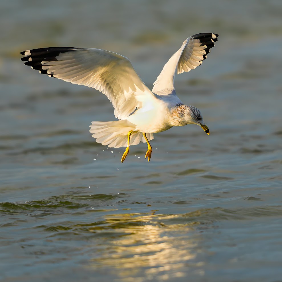 Seagull in flight over coastal water photographed by Drew Dinwiddie