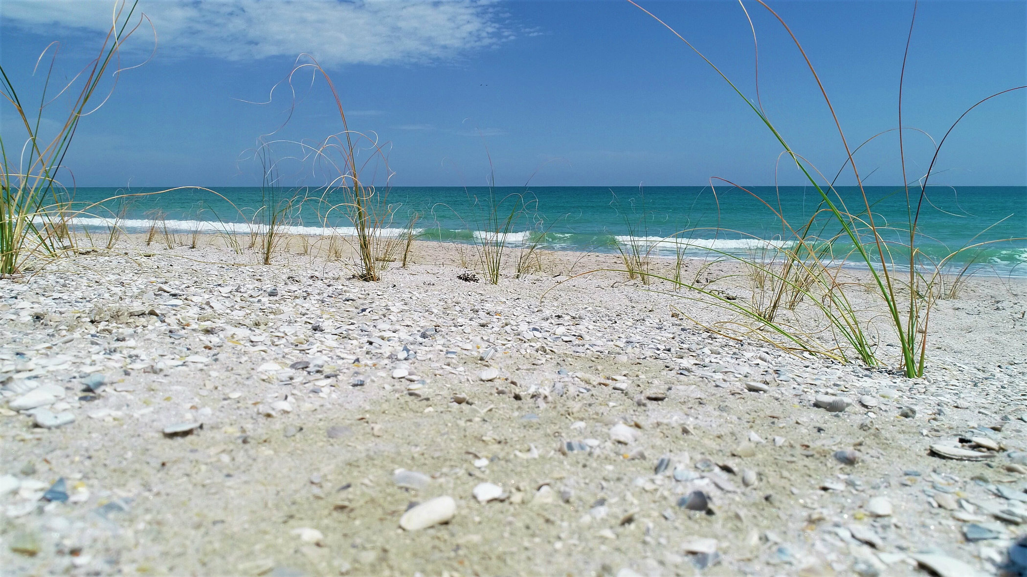 Seton By The Sea Condos for Sale - Seton By The Sea Real Estate