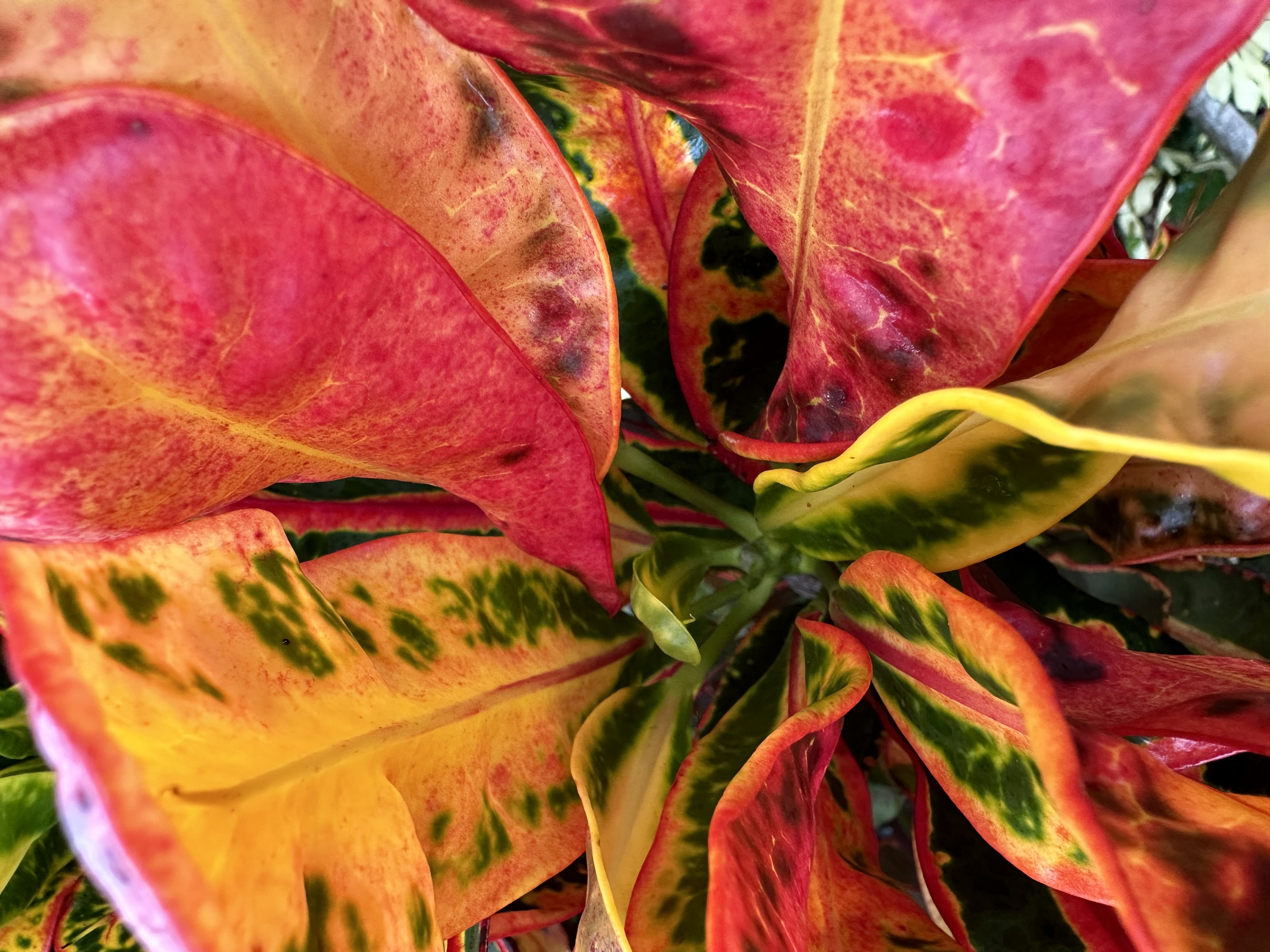 croton