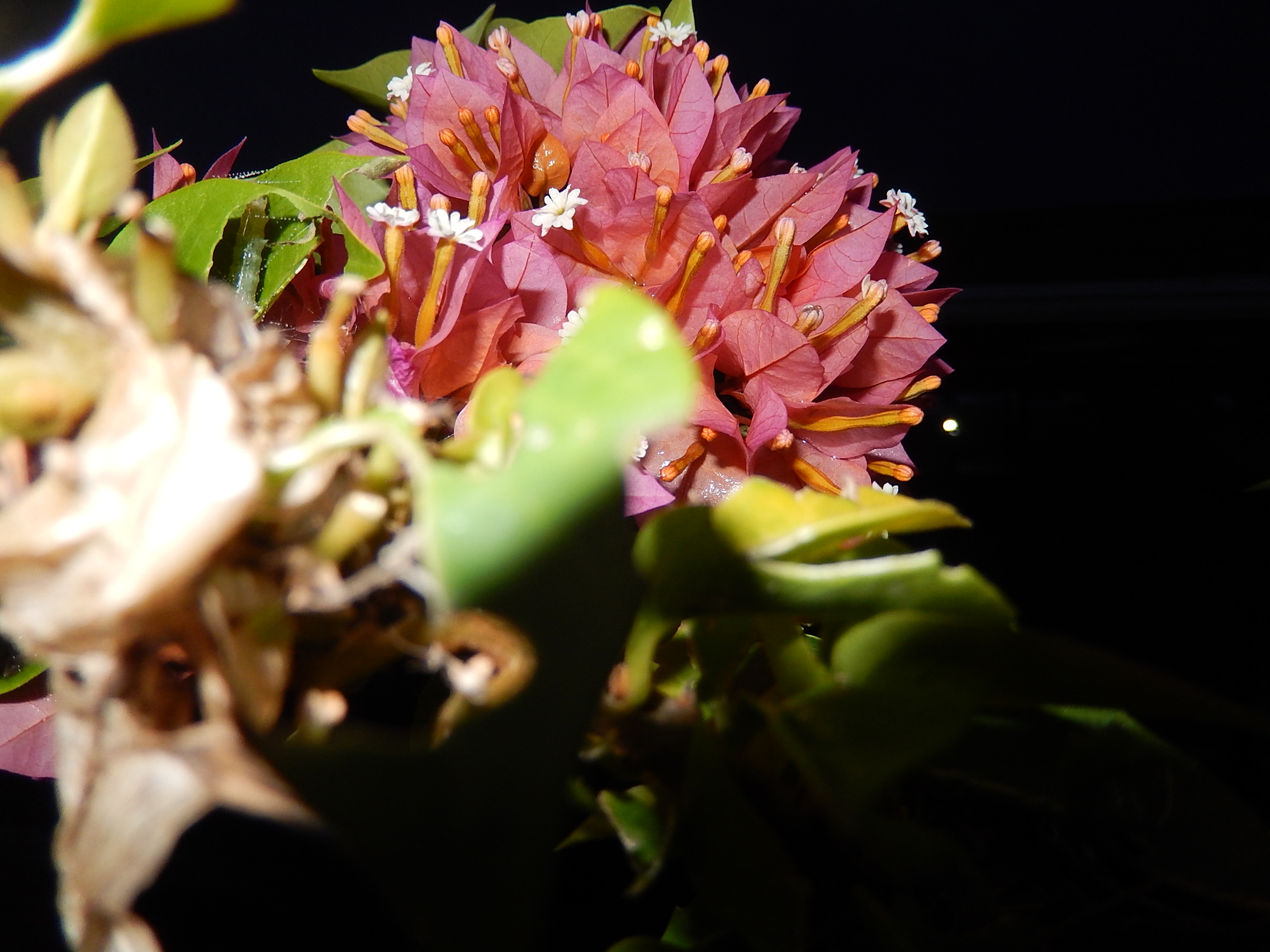 Plant life