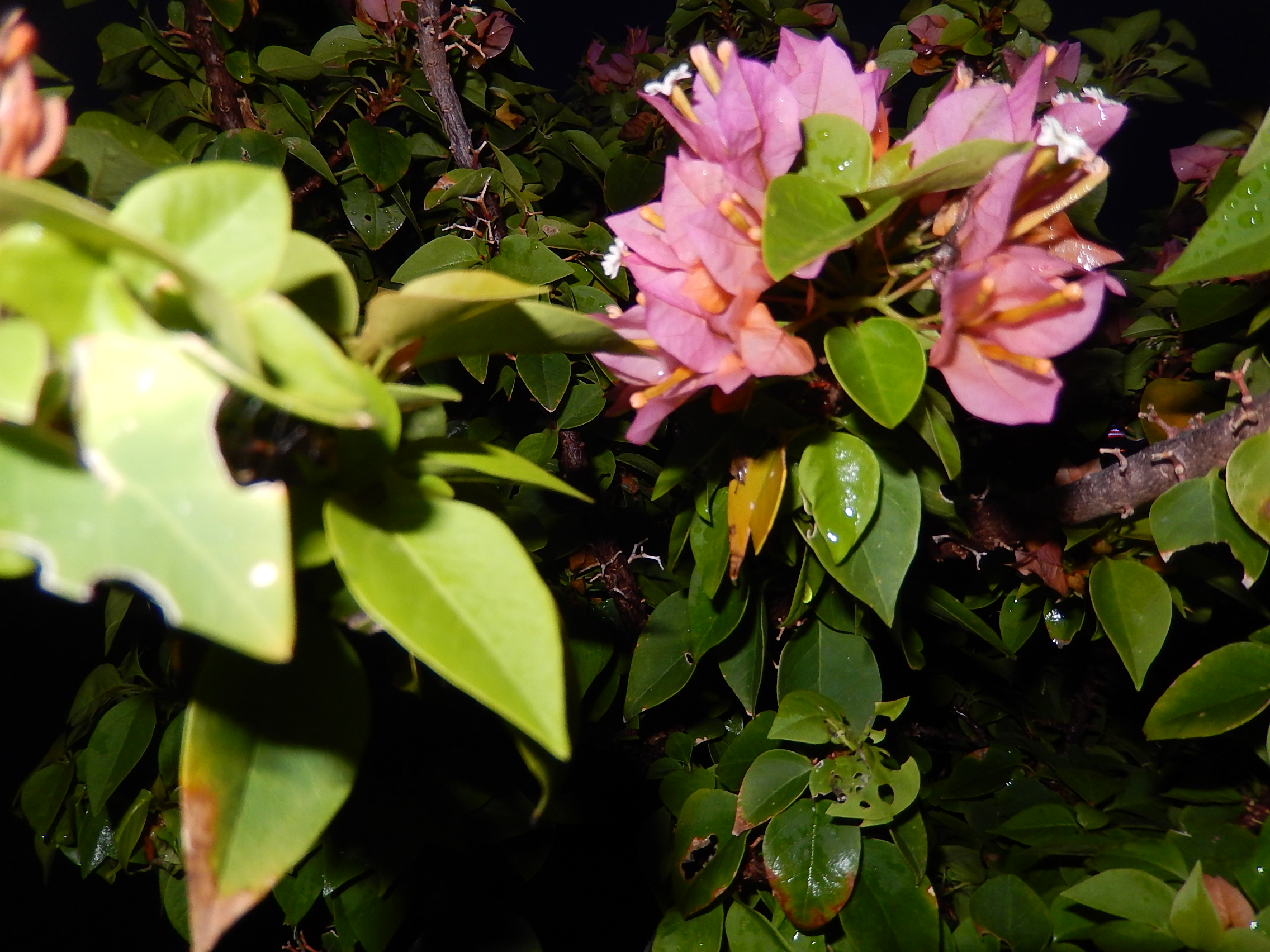 Forest Hills Estates Homes for Sale Forest Hills Estates MLS Listings