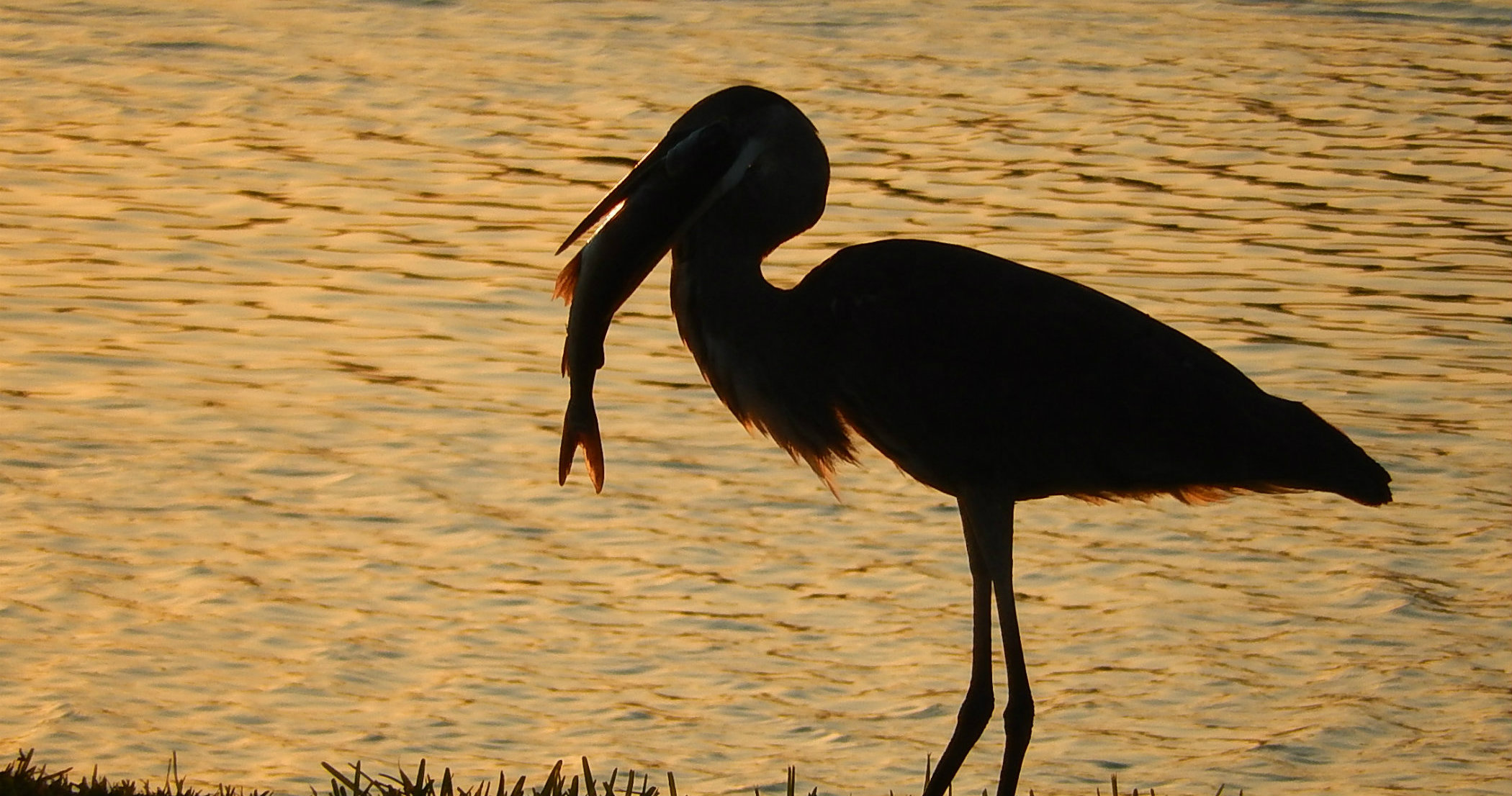 heron sunset