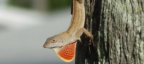anole