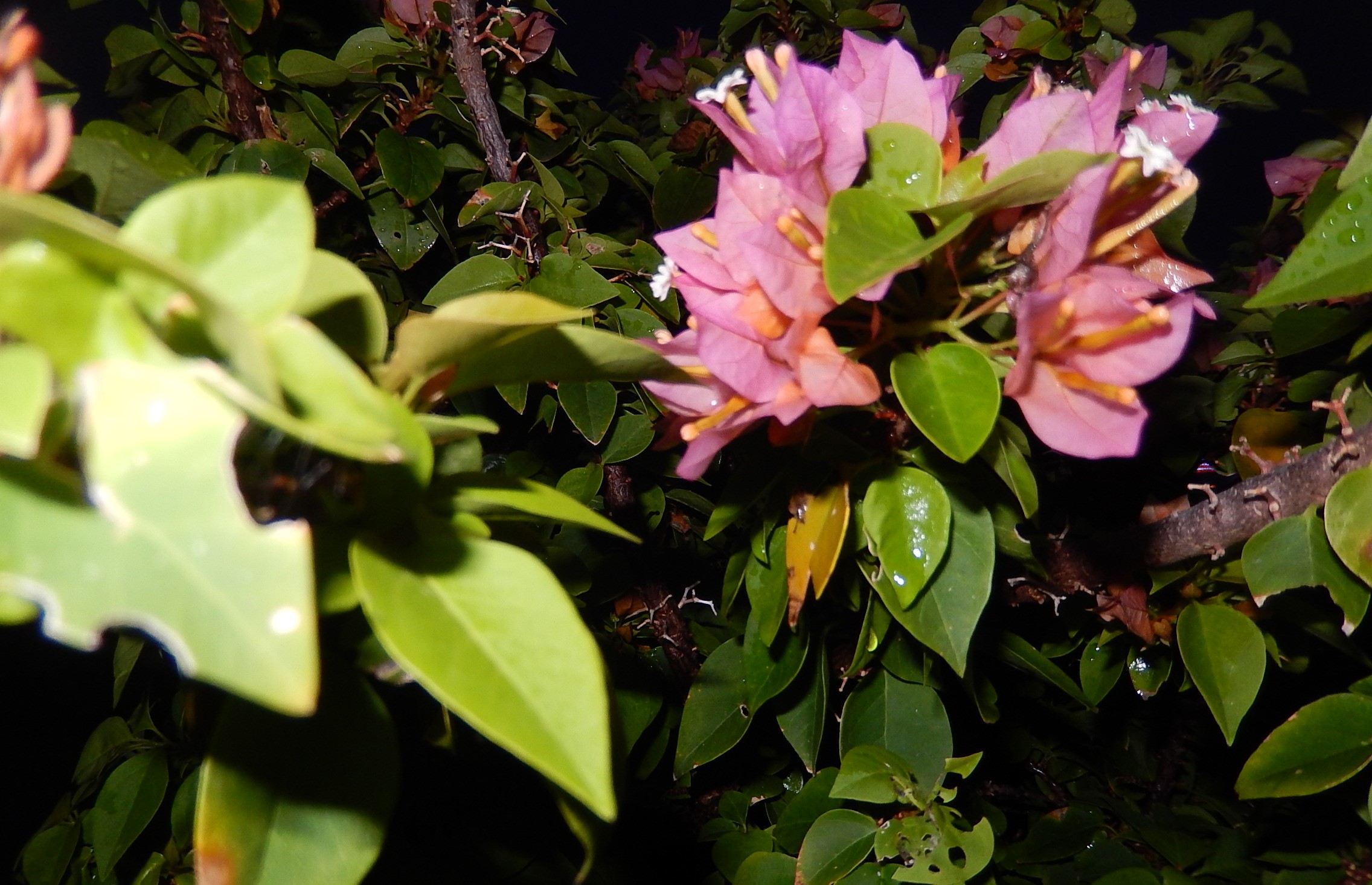 plant
