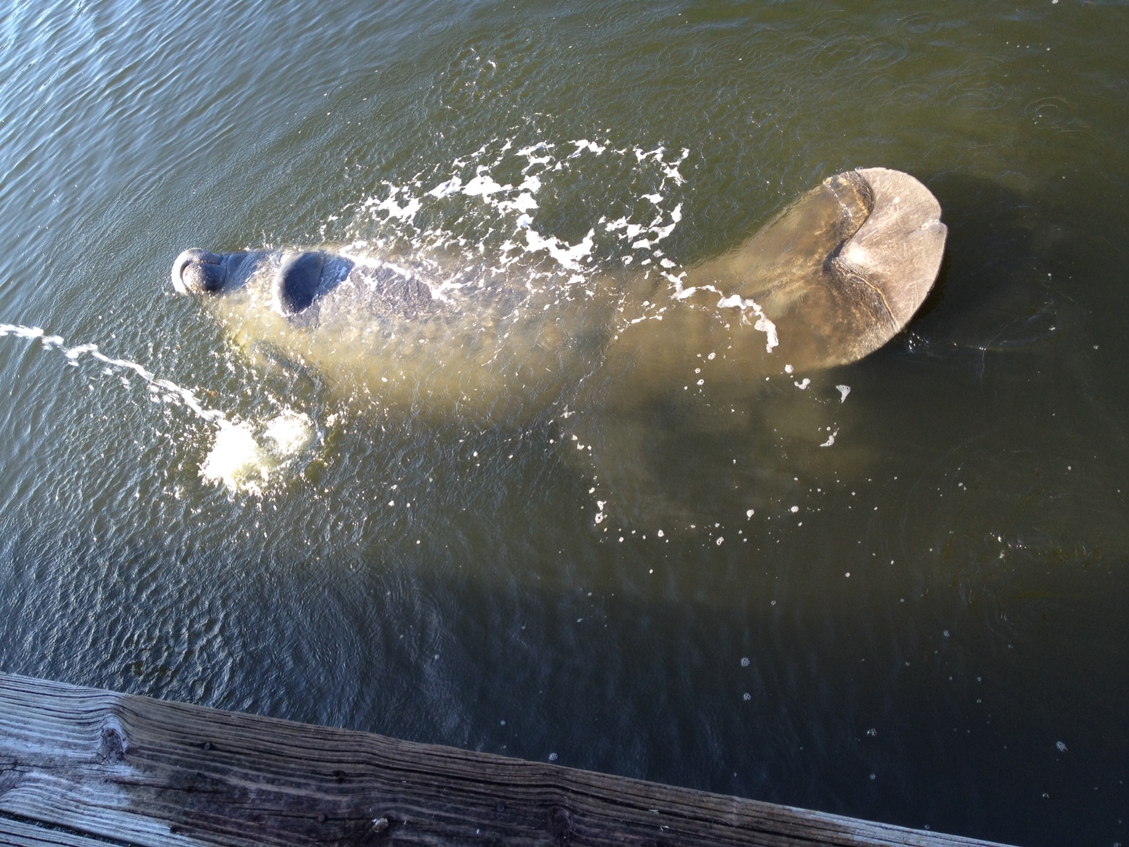 Frolicing manatee