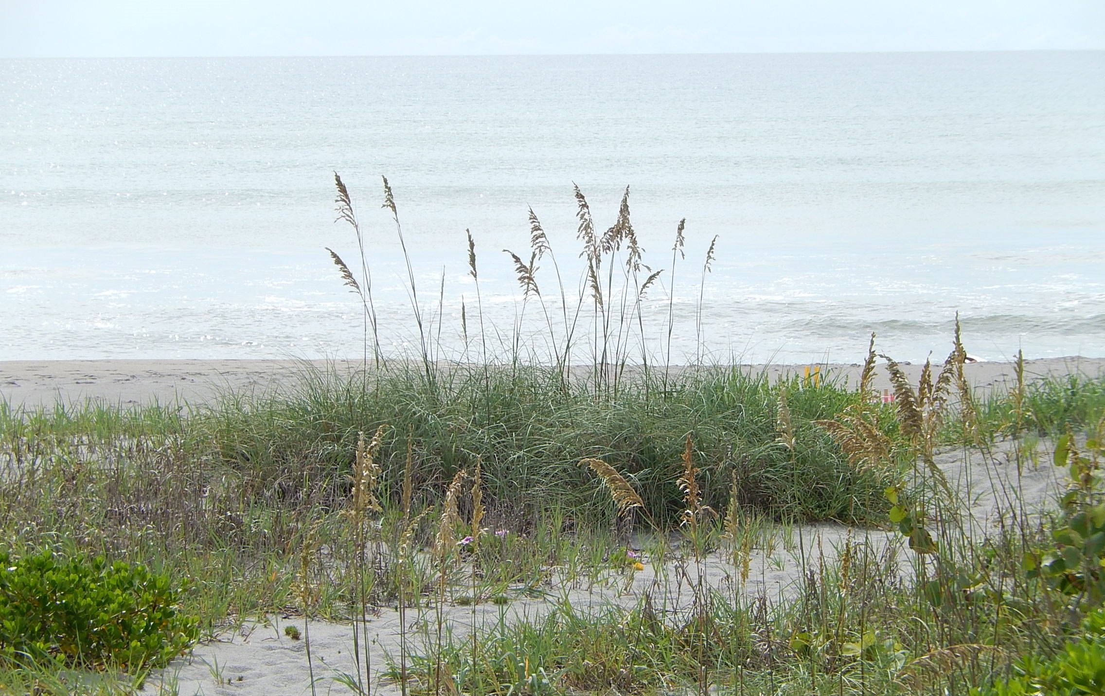 Beach Dunes