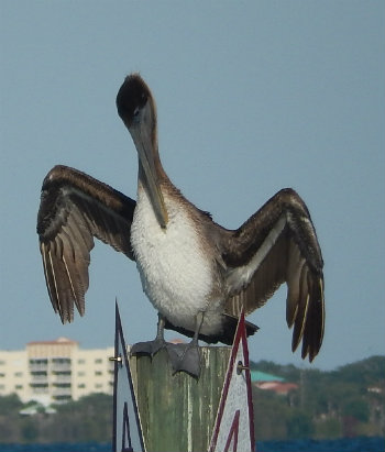 Pelican  