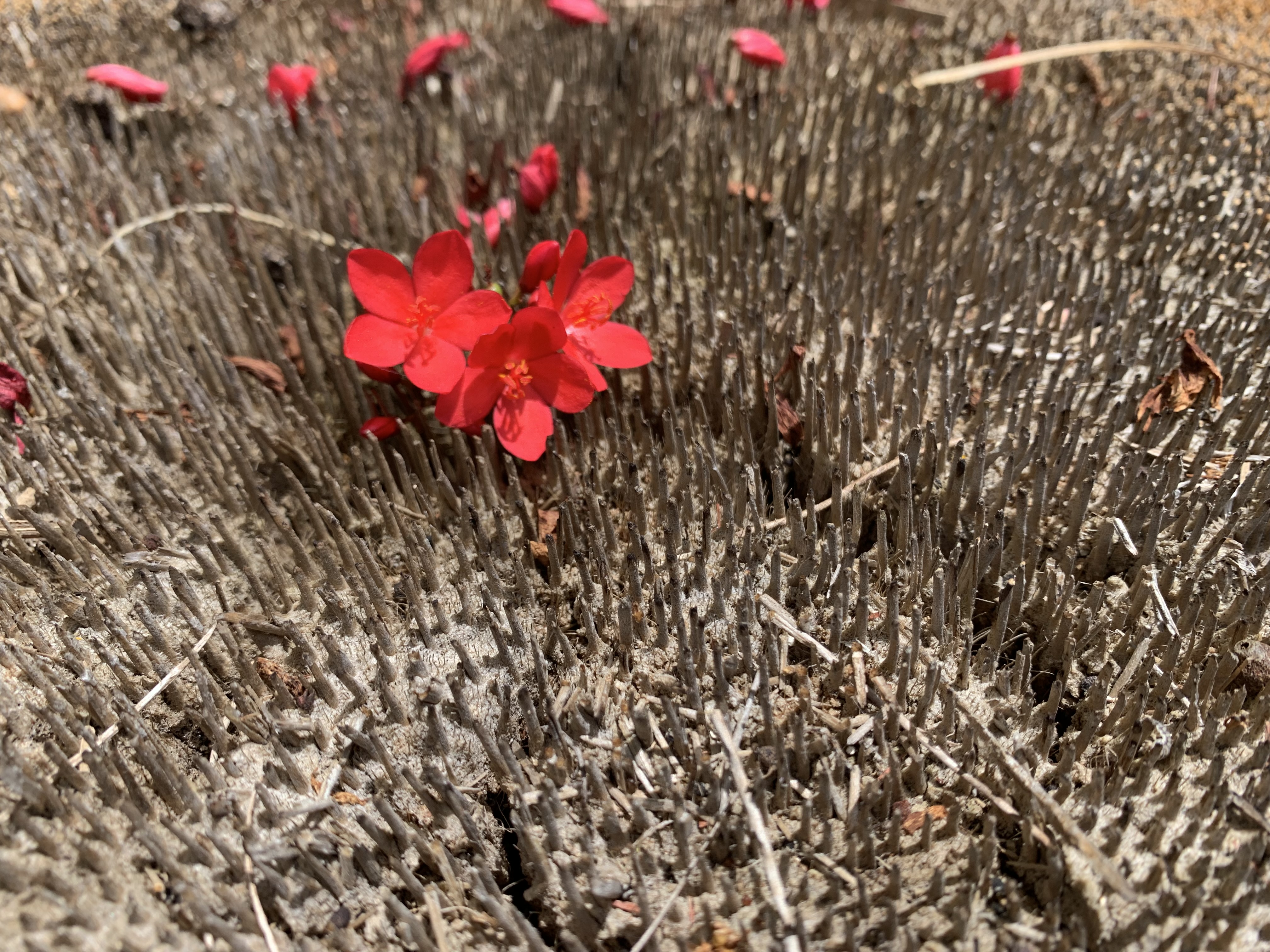flower on a stump