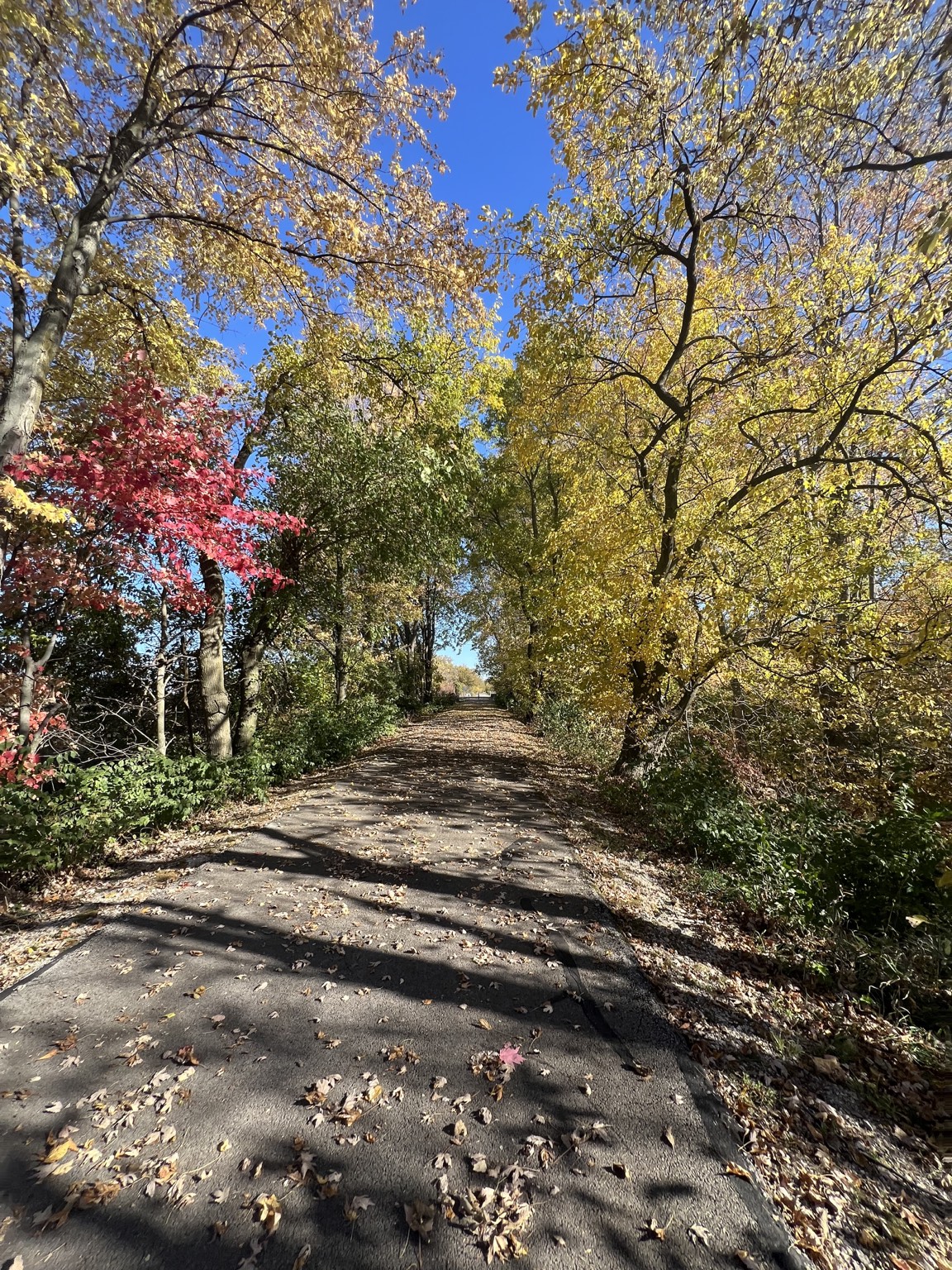 Autumn leaves and trees along the paved Celina to Coldwater bike path in Mercer County Ohio