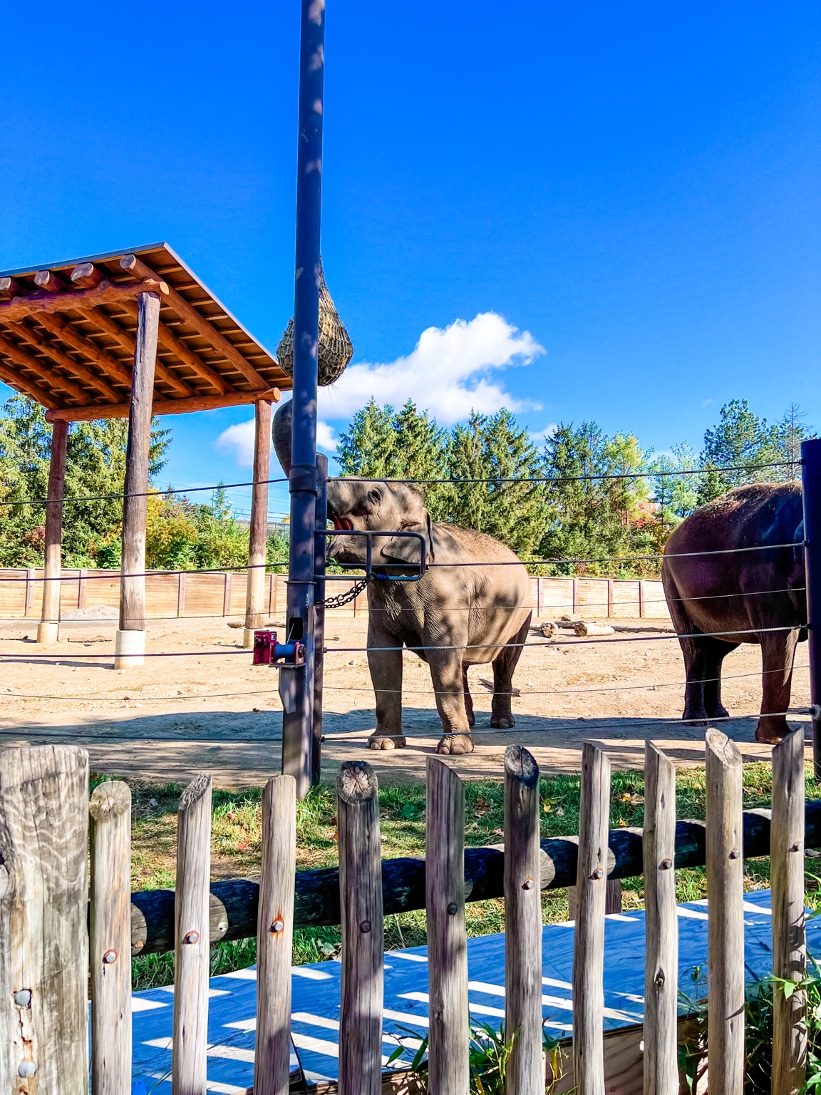 Elephant at Columbus Zoo