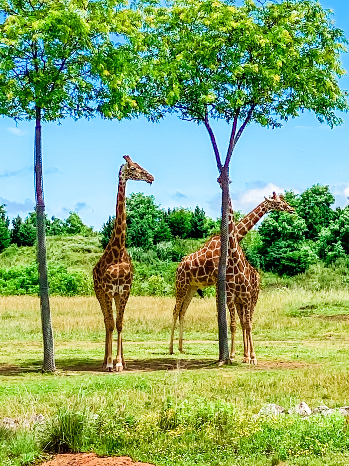 Giraffes at the Columbus Zoo photographed by Master Key Realty