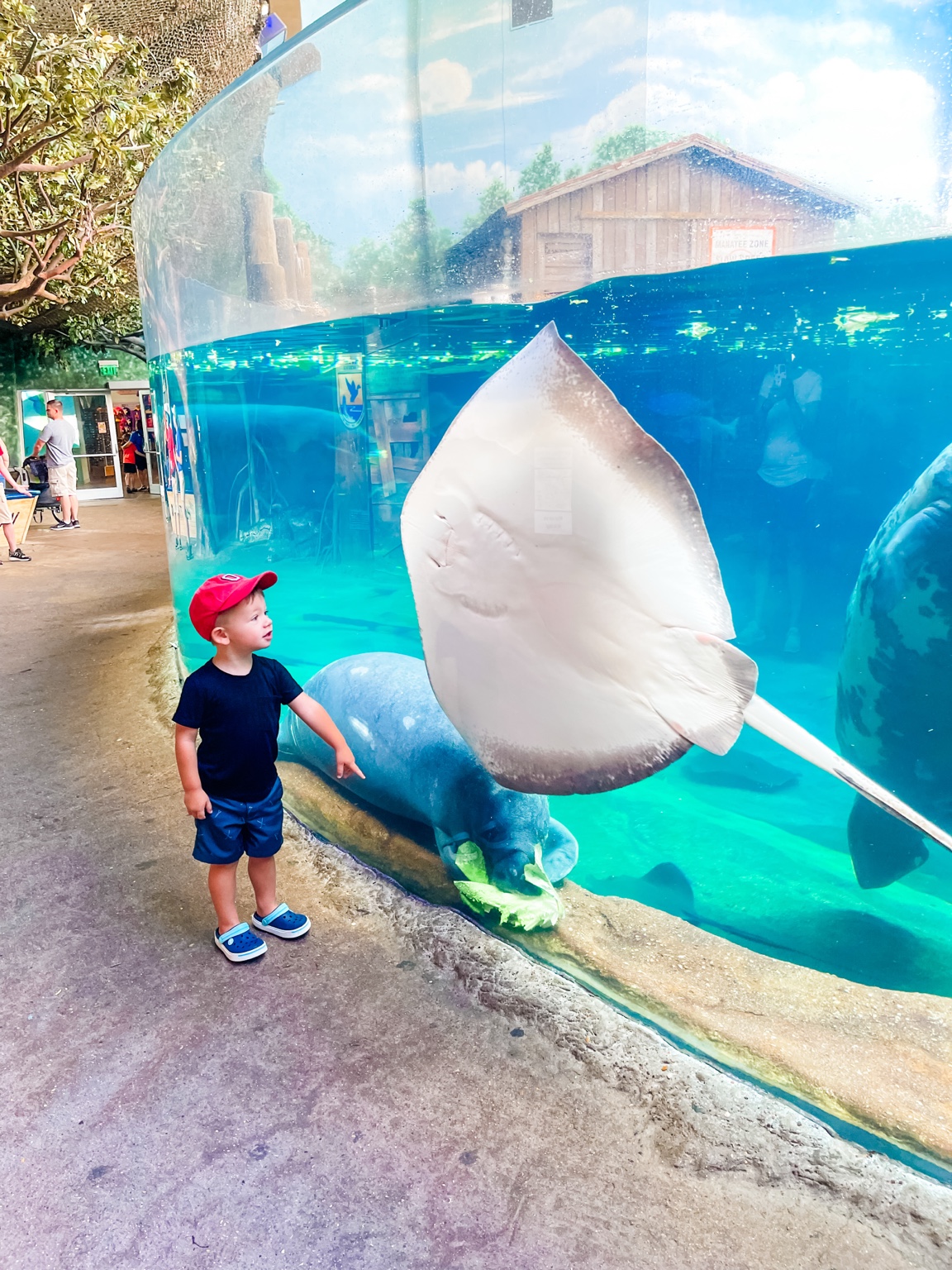 Stingray at Columbus Zoo
