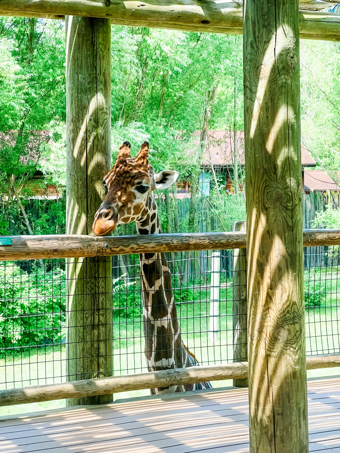 Giraffe at Fort Wayne Children's Zoo photographed by Master Key Realty
