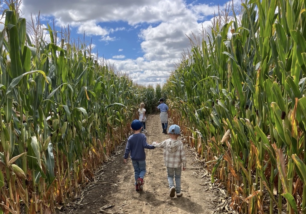 Two children walking together through a Mercer County corn maze