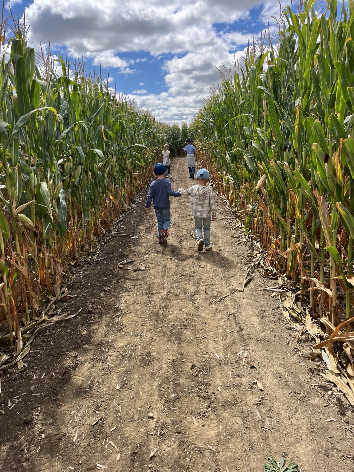 Visitors walking along a path through a tall corn maze in Mercer County Ohio