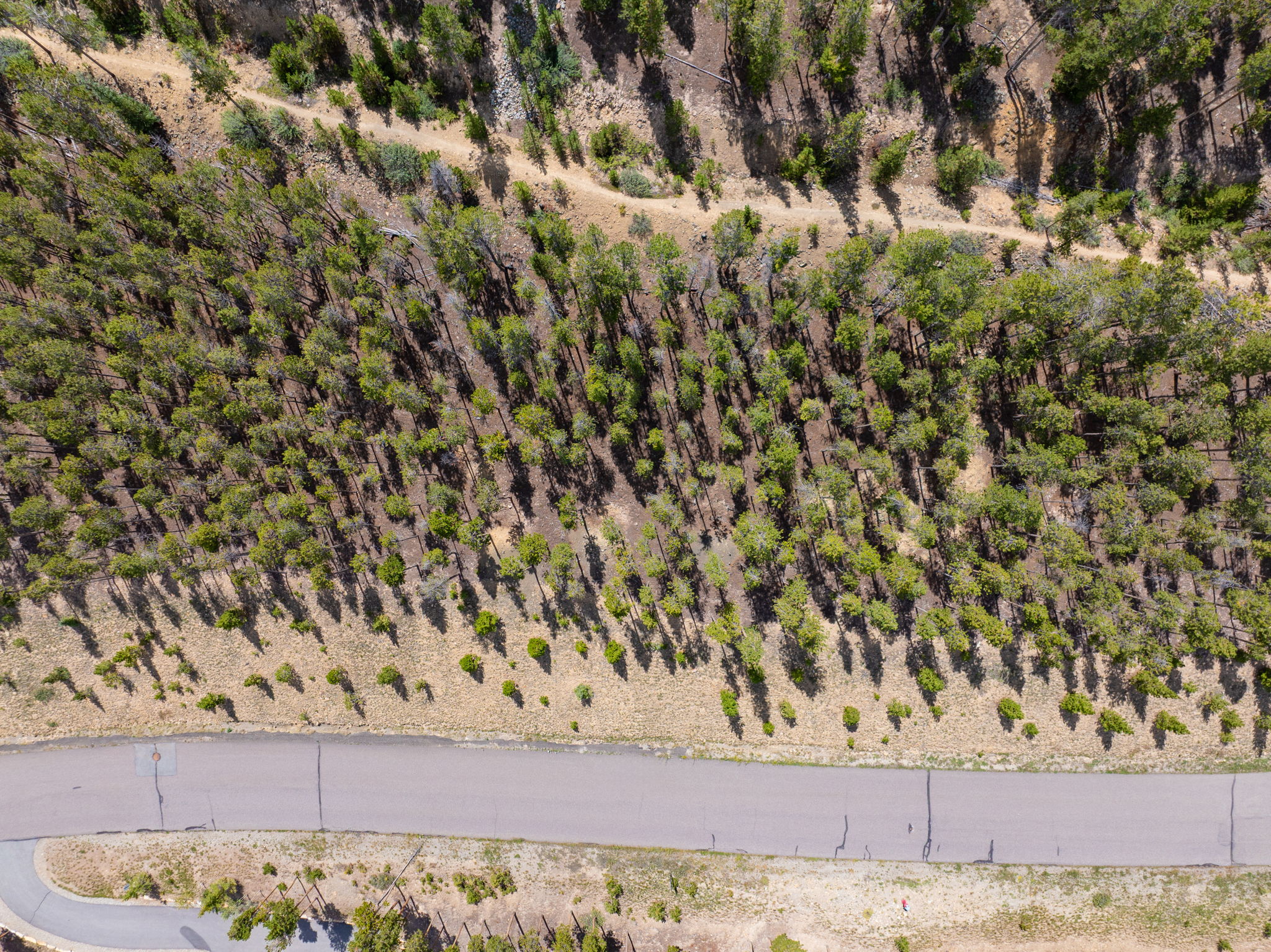 Overhead view of the treed slope and the paved road frontage