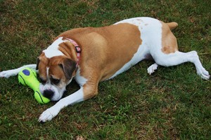Moving Your Dog to a New Home