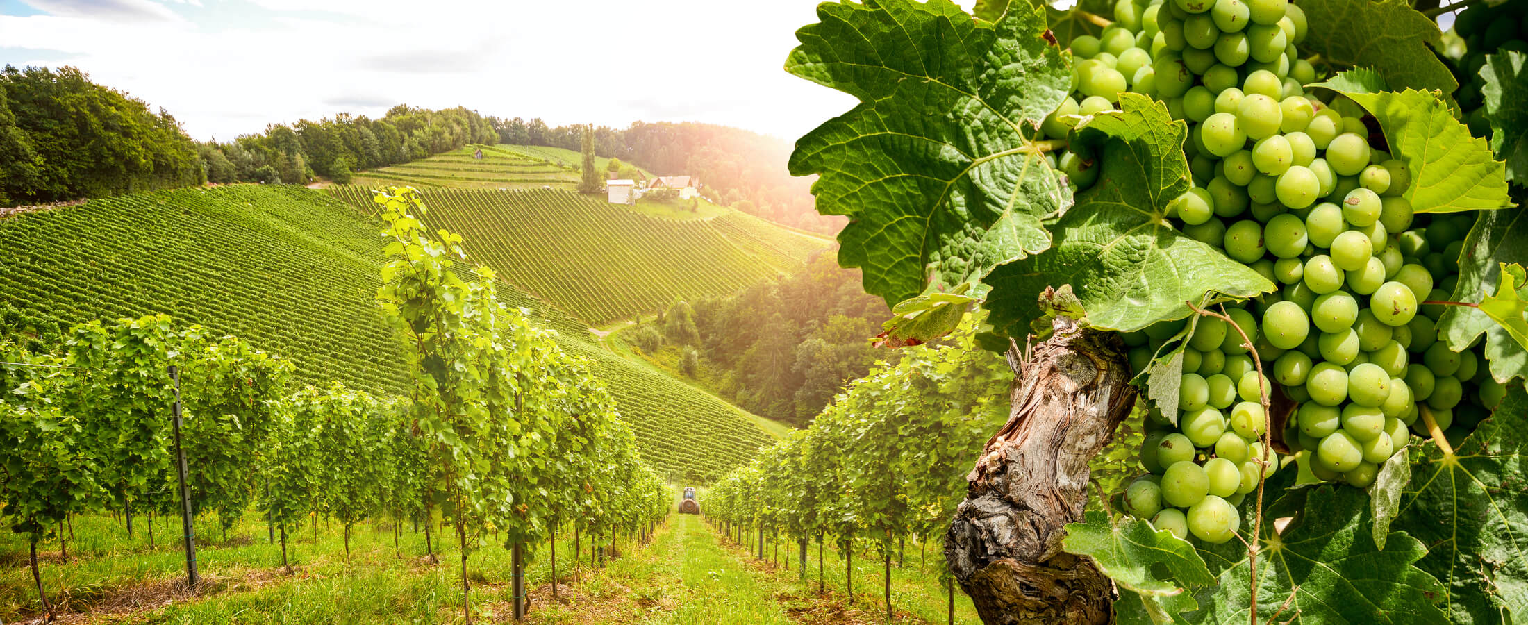 Napa County Related News