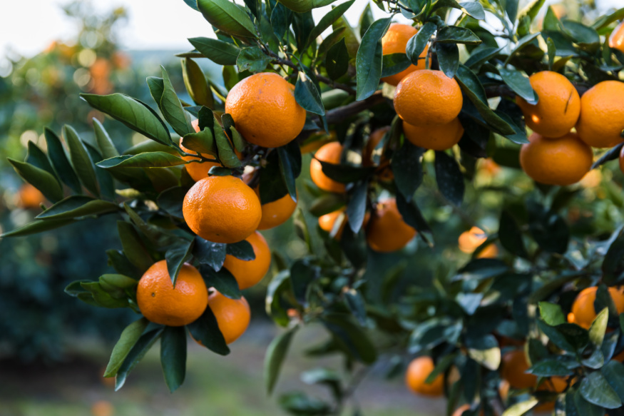 Agricultural