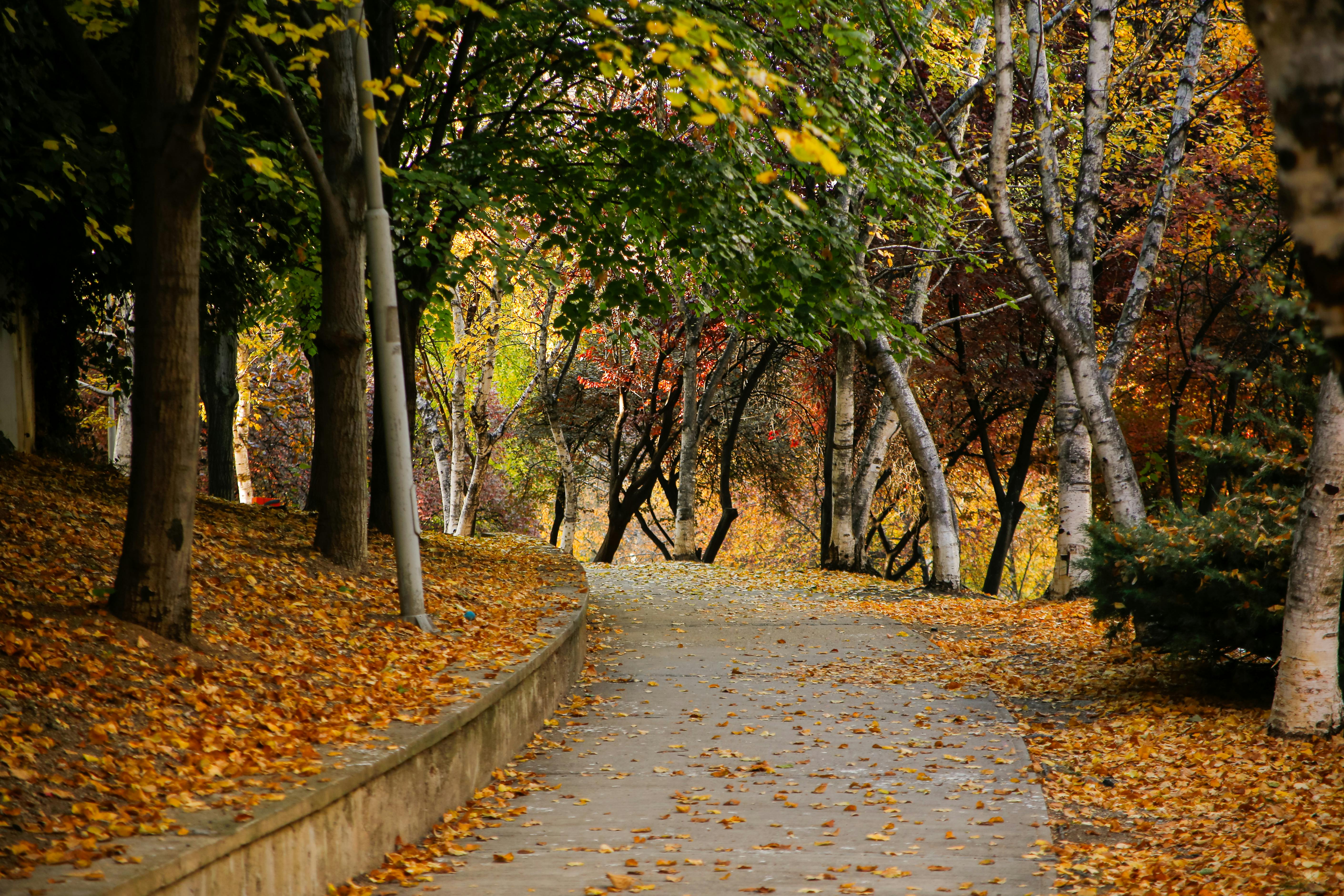 Landscaping Tips for a Vibrant Fall Garden