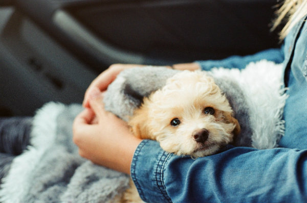 4 Tips That Will Take the Stress Out of Moving With Your Dog