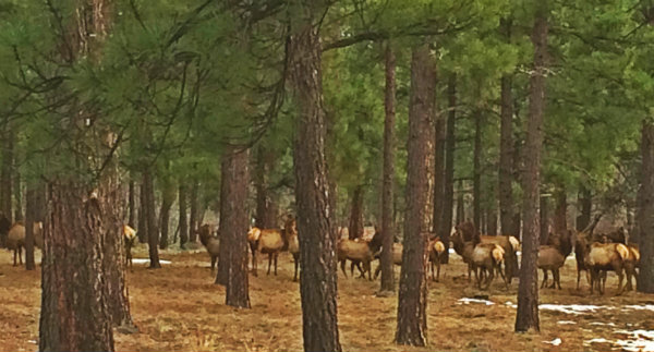 Elk Roaming Around 2000W Coyote Springs