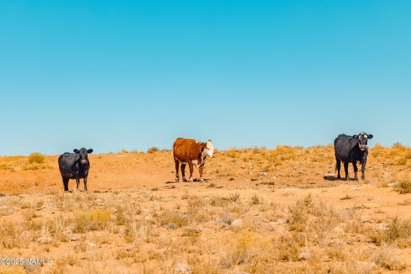 Elk and antelope habitat across historic ranch land with panoramic canyon views
