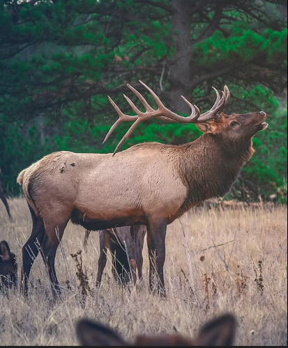 Michigan DNR managed elk habitat food plot in Pigeon River Country State Forest Northern Michigan - Huston Real Estate