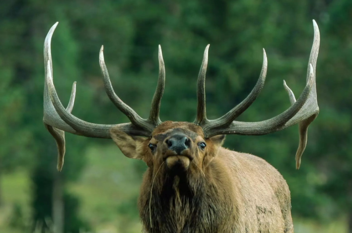 Bull elk bugling in Northern Michigan's Pigeon River Country State Forest near Atlanta - Huston Real Estate