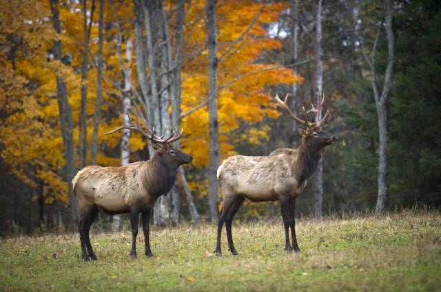 Pigeon River Country State Forest landscape in Northern Michigan near Johannesburg and Atlanta - Huston Real Estate