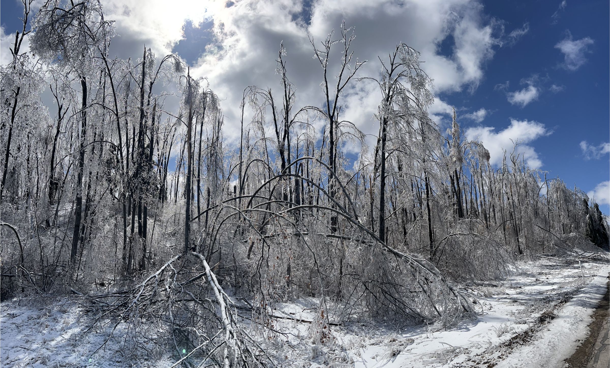 Ice accumulation on trees and power lines during the March 2025 Northern Michigan ice storm - Huston Real Estate