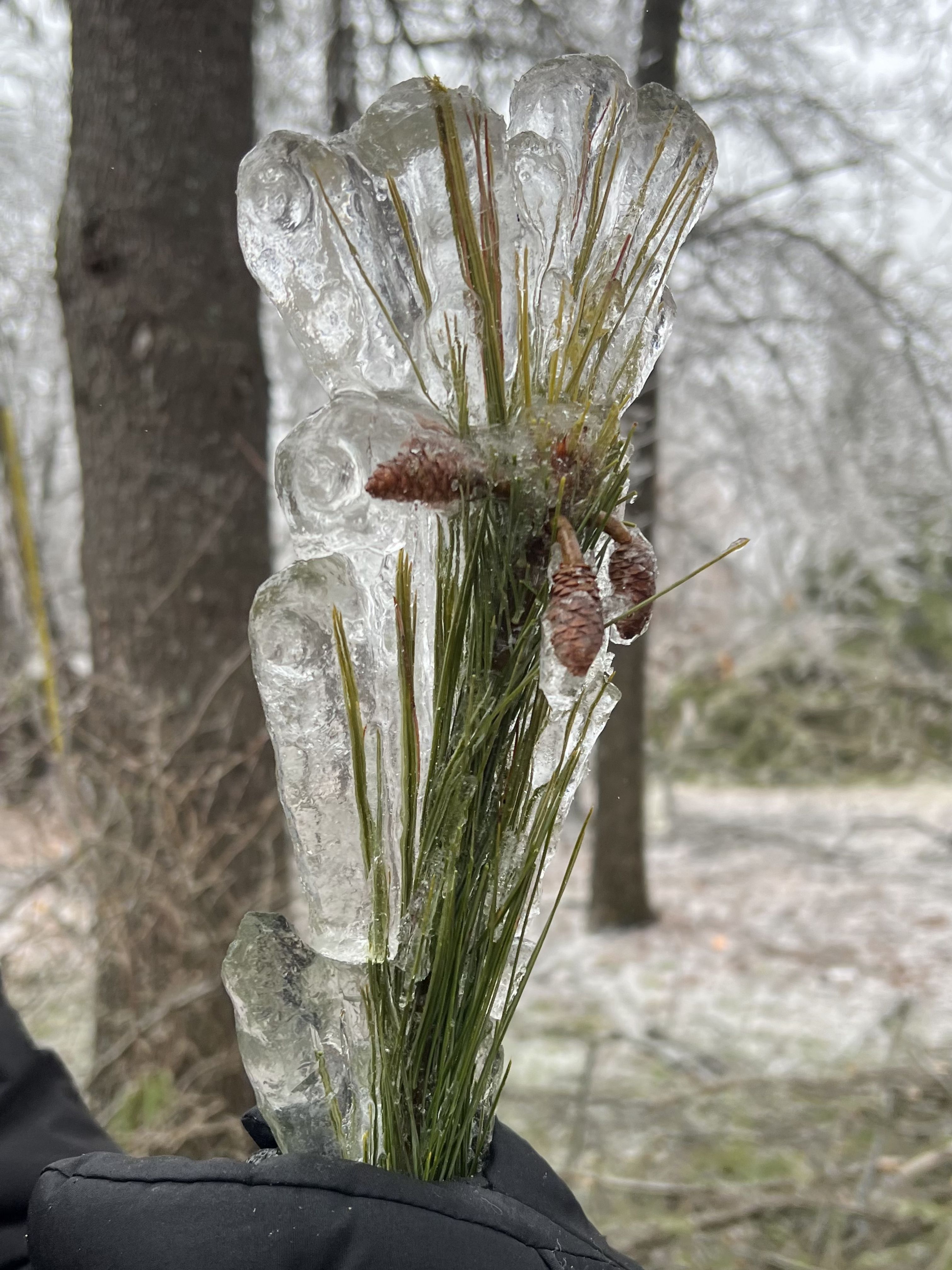 Ice storm damage - Lewiston Michigan March 2025 - Huston Real Estate