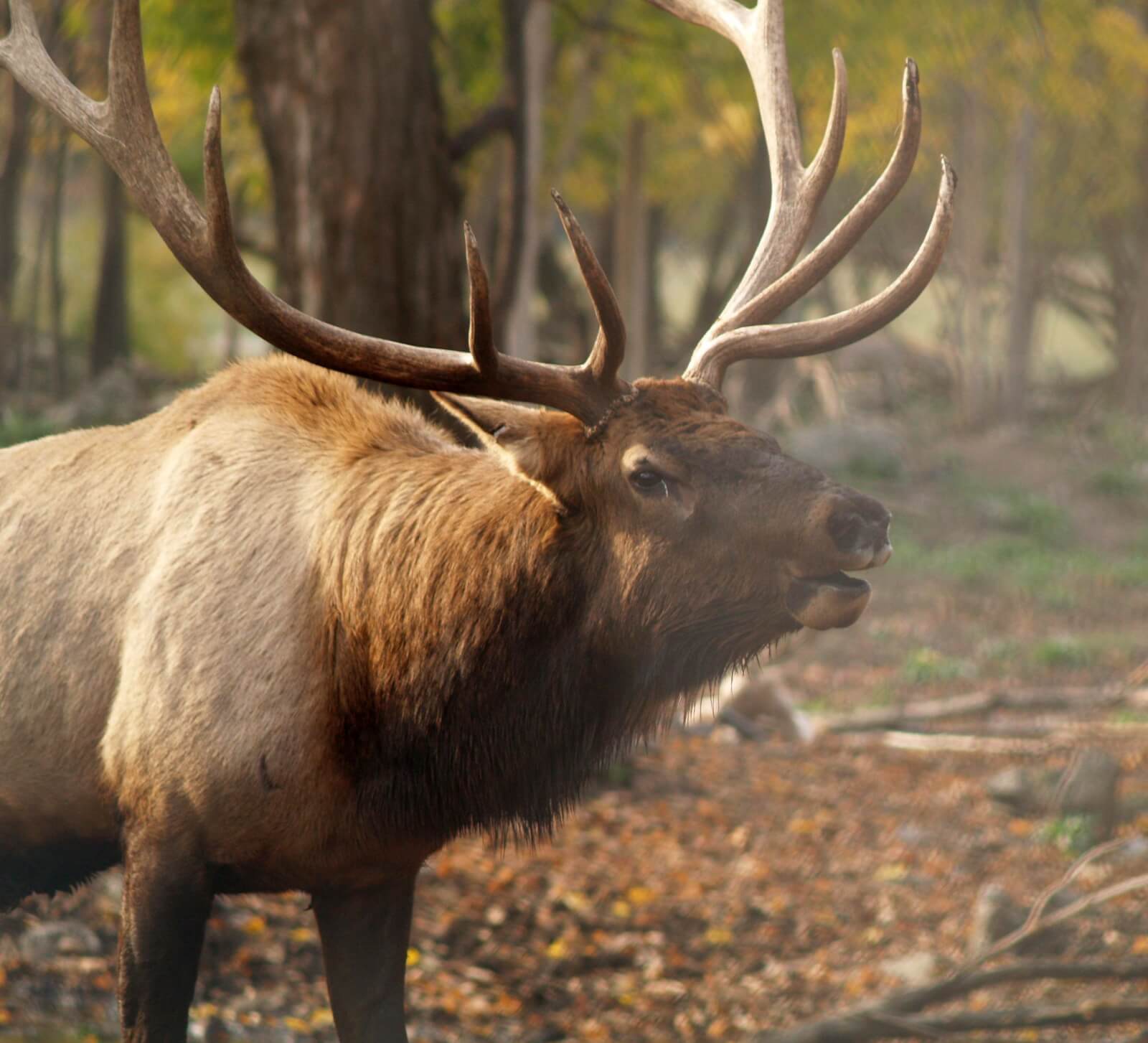 Michigan elk herd feeding in an open field near Atlanta during the fall rut in Northern Michigan - Huston Real Estate