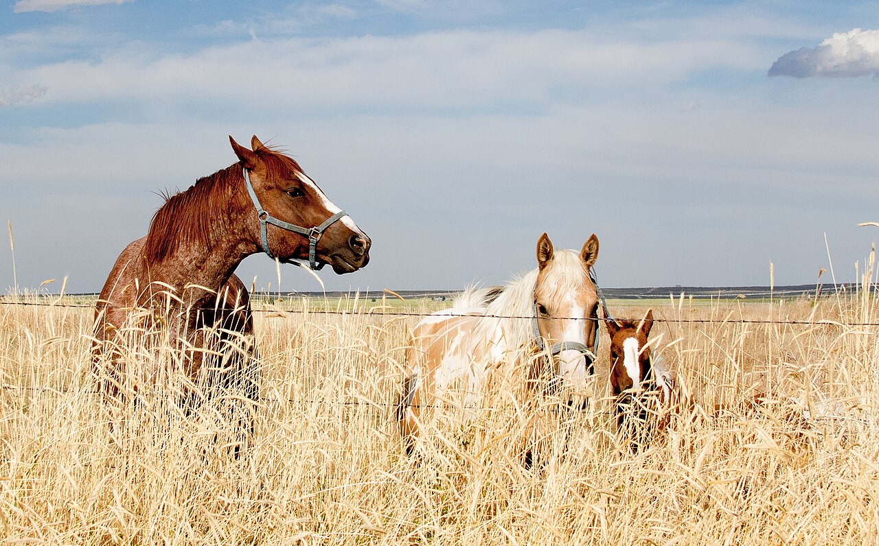 Horses standing in a field in Weld County, Colorado