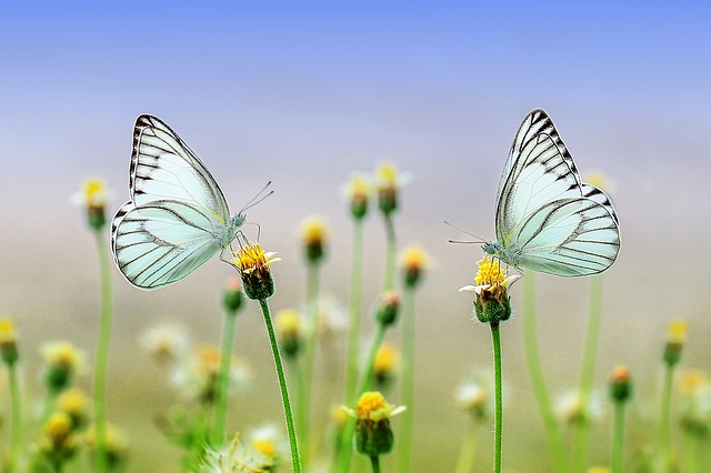 Park - butterflies on flower