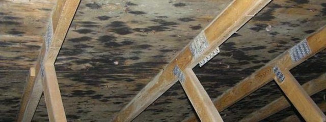 How To Prevent Mold In Your Attic Black Mold In Attic
