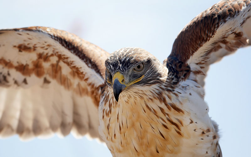 Falcon or eagle perched, close view